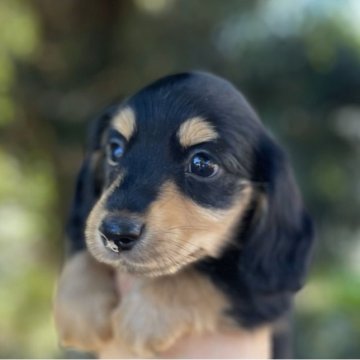 ミニチュアダックスフンド(ロング)【福岡県・女の子・2023年6月10日・ブラックタン】の写真「とても元気で可愛いです」