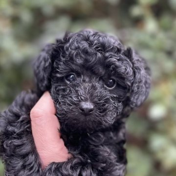 福岡県 高木 昇剛 たかき しょうご ブリーダー みんなのブリーダー 福岡県 高木 昇剛 たかき しょうご ブリーダー みんなのブリーダー