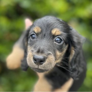 ミニチュアダックスフンド(ロング)【福岡県・女の子・2023年6月24日・ブラック&タン】の写真「とても元気で可愛いです」