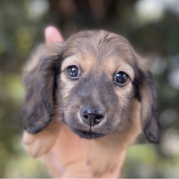 ミニチュアダックスフンド(ロング)【福岡県・男の子・2023年7月22日・シェーデッドイエロー】の写真「とても元気で可愛いです」