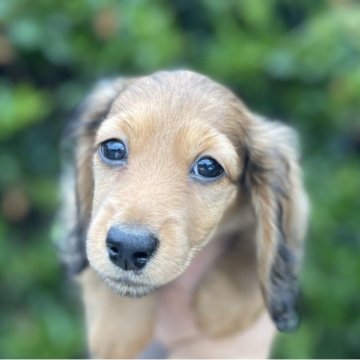 ミニチュアダックスフンド(ロング)【福岡県・女の子・2023年6月24日・レッド】の写真「とても元気で可愛いです」