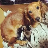 ミニチュアダックスフンド(ロング)【福岡県・男の子・2023年12月4日・ブラック&タン】の写真3「お母さんと兄妹たち」