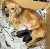 ミニチュアダックスフンド(ロング)【福岡県・男の子・2024年5月7日・シェーッデットイエロー】の写真4「お母さんと」