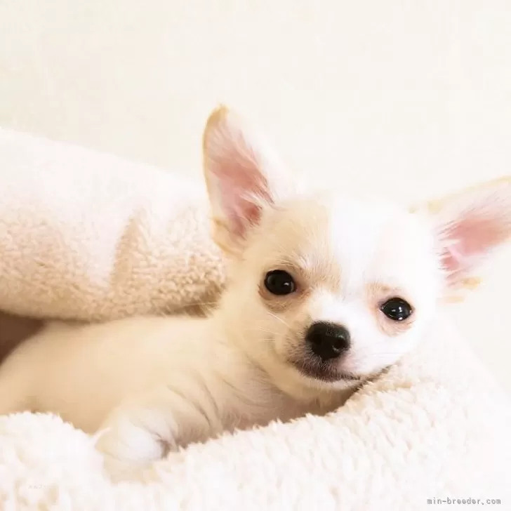 ID:2508-06735の子犬