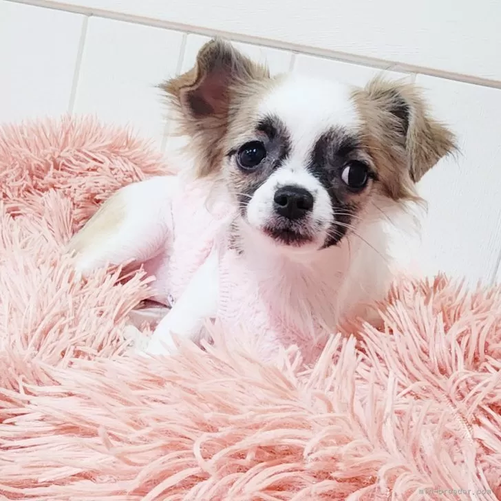 ID：2409-02050の子犬