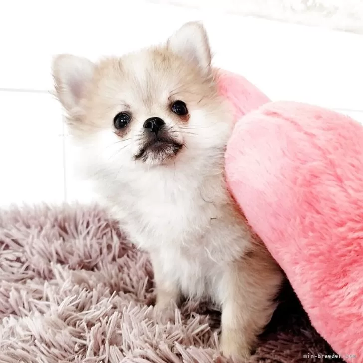 しおん 様のお迎えした子犬
