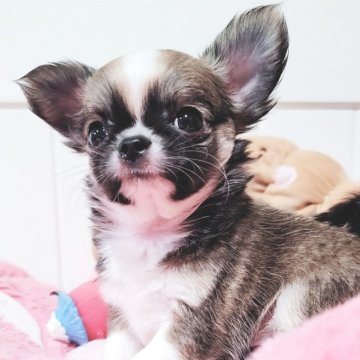 チワワ(ロング)【大阪府・男の子・2025年9月16日・レッド&ホワイト】の写真「人1倍懐っこい可愛い男の子です♪」