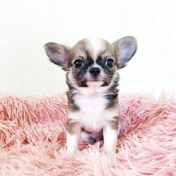 チワワ(ロング)【大阪府・男の子・2025年9月16日・レッド&ホワイト】の写真「人1倍懐っこい可愛い男の子です♪」