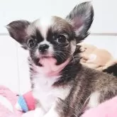 チワワ(ロング)