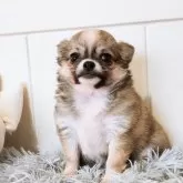 チワワ(ロング)
