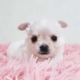 チワワ(ロング)