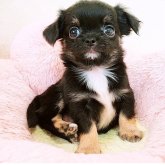 チワワ(ロング)