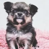 チワワ(ロング)