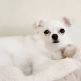 チワワ(ロング)