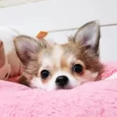 チワワ(ロング)