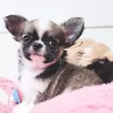 チワワ(ロング)【大阪府・男の子・2025年9月16日・レッド&ホワイト】の写真4