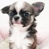 チワワ(ロング)【大阪府・男の子・2025年9月16日・レッド&ホワイト】の写真4