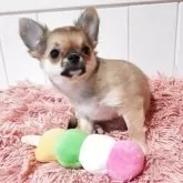 チワワ(ロング)【大阪府・女の子・2025年6月17日・レッド】の写真5