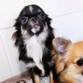 チワワ(ロング)【大阪府・男の子・2025年1月27日・ブラタンホワイト】の写真5