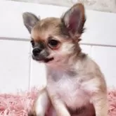 チワワ(ロング)【大阪府・女の子・2025年6月17日・レッド】の写真7