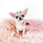 チワワ(スムース)【大阪府・女の子・2025年9月16日・レッド&ホワイト】の写真7