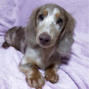 ミニチュアダックスフンド(ロング)【兵庫県・男の子・2025年5月5日・とても可愛いチョコダップルの男の子】の写真「チョコダップルの超可愛い男の子です」