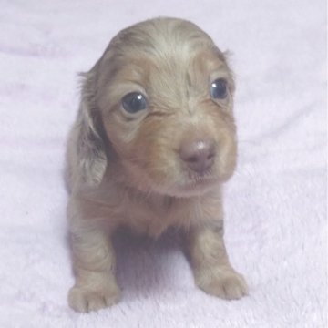 ミニチュアダックスフンド(ロング)【兵庫県・女の子・2025年9月2日・チョコダップル】の写真「ダッフル柄の綺麗なダップルの女の子です。」