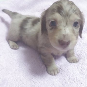 ミニチュアダックスフンド(ロング)【兵庫県・男の子・2025年9月2日・チョコダップル】の写真「とても愛らしいお顔のチョコダップルの男の子です」