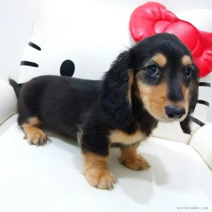 すけ 様のお迎えした子犬