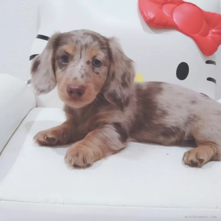 ID:2404-03045の子犬