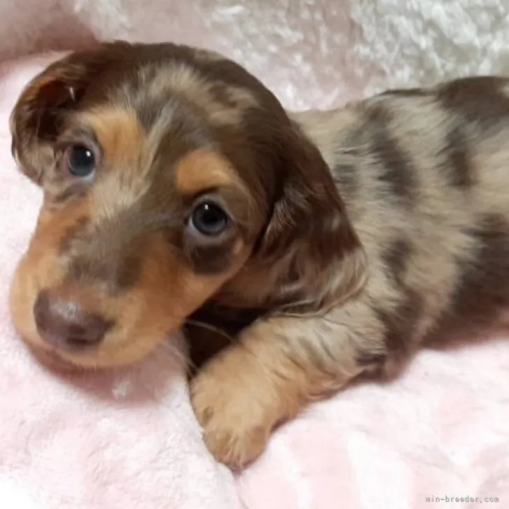 まりんこ 様のお迎えした子犬