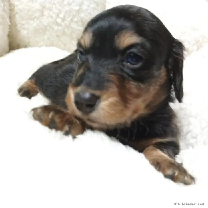 ゆずの飼い主 様のお迎えした子犬