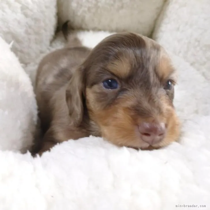 ID:2211-01631の子犬