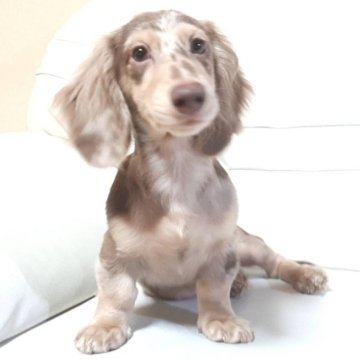ミニチュアダックスフンド(ロング)【兵庫県・男の子・2024年6月7日・チョコダップル】の写真「とても可愛いダップルの男の子です」