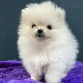 ポメラニアン【千葉県・女の子・2022年9月9日・クリーム】の写真1