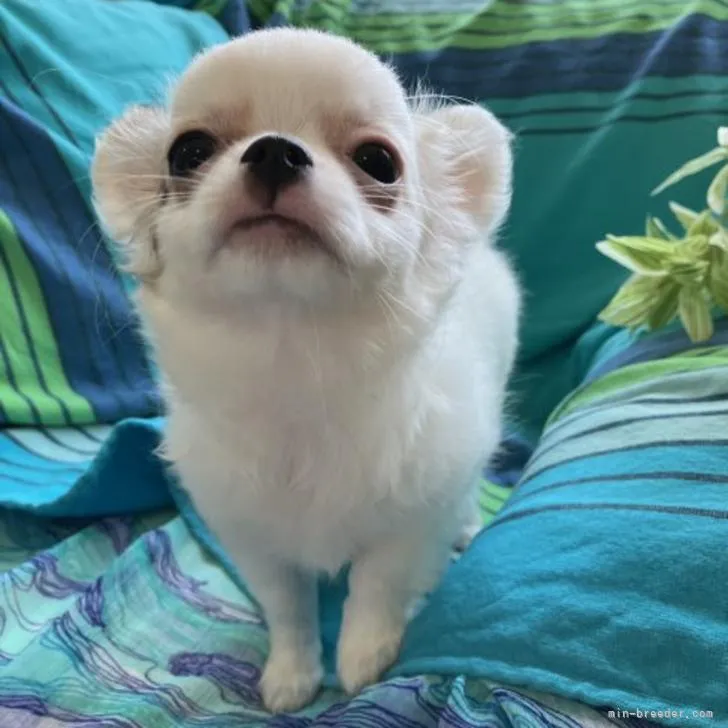 ID:2206-03720の子犬