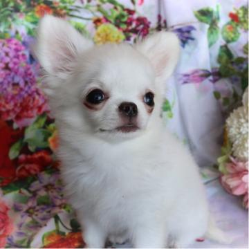 チワワ(ロング)【静岡県・男の子・2022年4月13日・ピュアホワイト】の写真「ちびちびホワイト坊や」