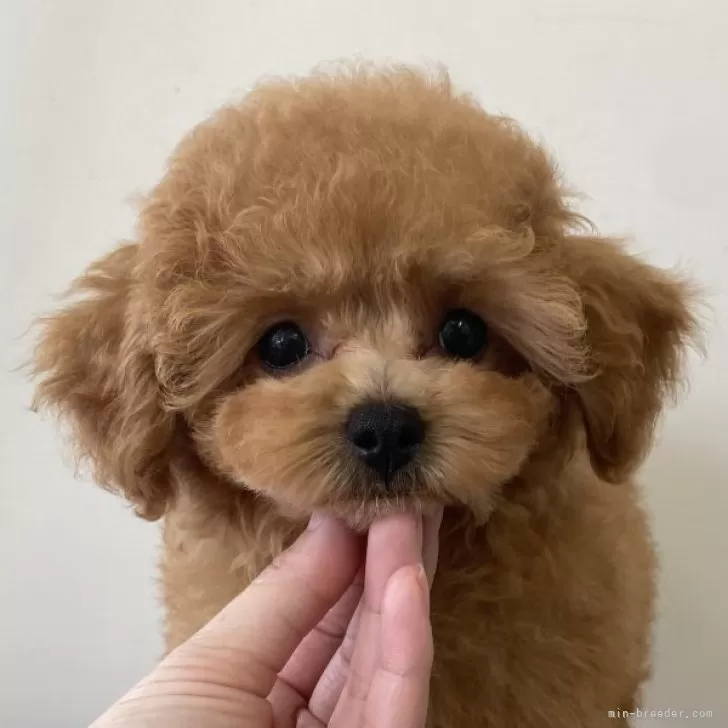 Y.S 様のお迎えした子犬