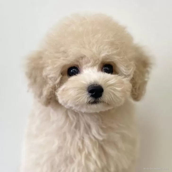 ID:2411-01947の子犬