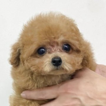 タイニープードル【広島県・男の子・2025年5月2日・アプリコット】の写真「とっても甘えんぼな男の子👦🏻」