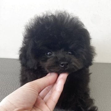 トイプードル(ティーカップ)【広島県・男の子・2025年5月10日・ブラック】の写真「お顔の可愛い男の子♡」
