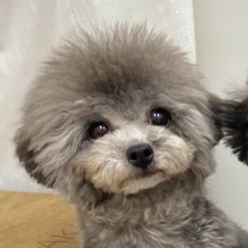 トイプードル(ティーカップ)【広島県・女の子・2024年4月25日・シルバー】の写真「可愛いお顔の女の子🎀」