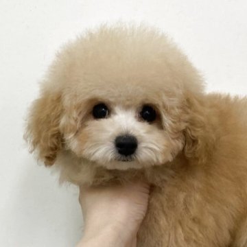 トイプードル(トイ)【広島県・男の子・2025年4月28日・薄めアプリコット】の写真「元気で甘えんぼな男の子♪」