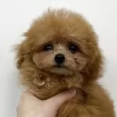 タイニープードル
