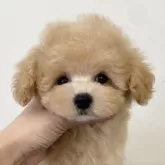 タイニープードル