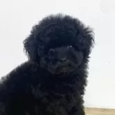 タイニープードル