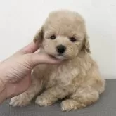 タイニープードル