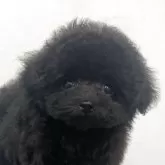 タイニープードル
