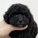 タイニープードル