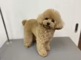 タイニープードル【広島県・男の子・2024年2月3日・アプリコット】の写真2